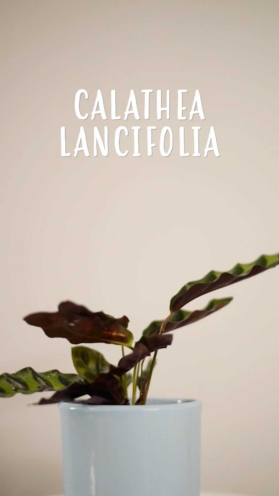 Cuidados Calathea Lancifolia