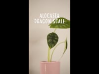 Cuidados Alocasia Dragon Scale