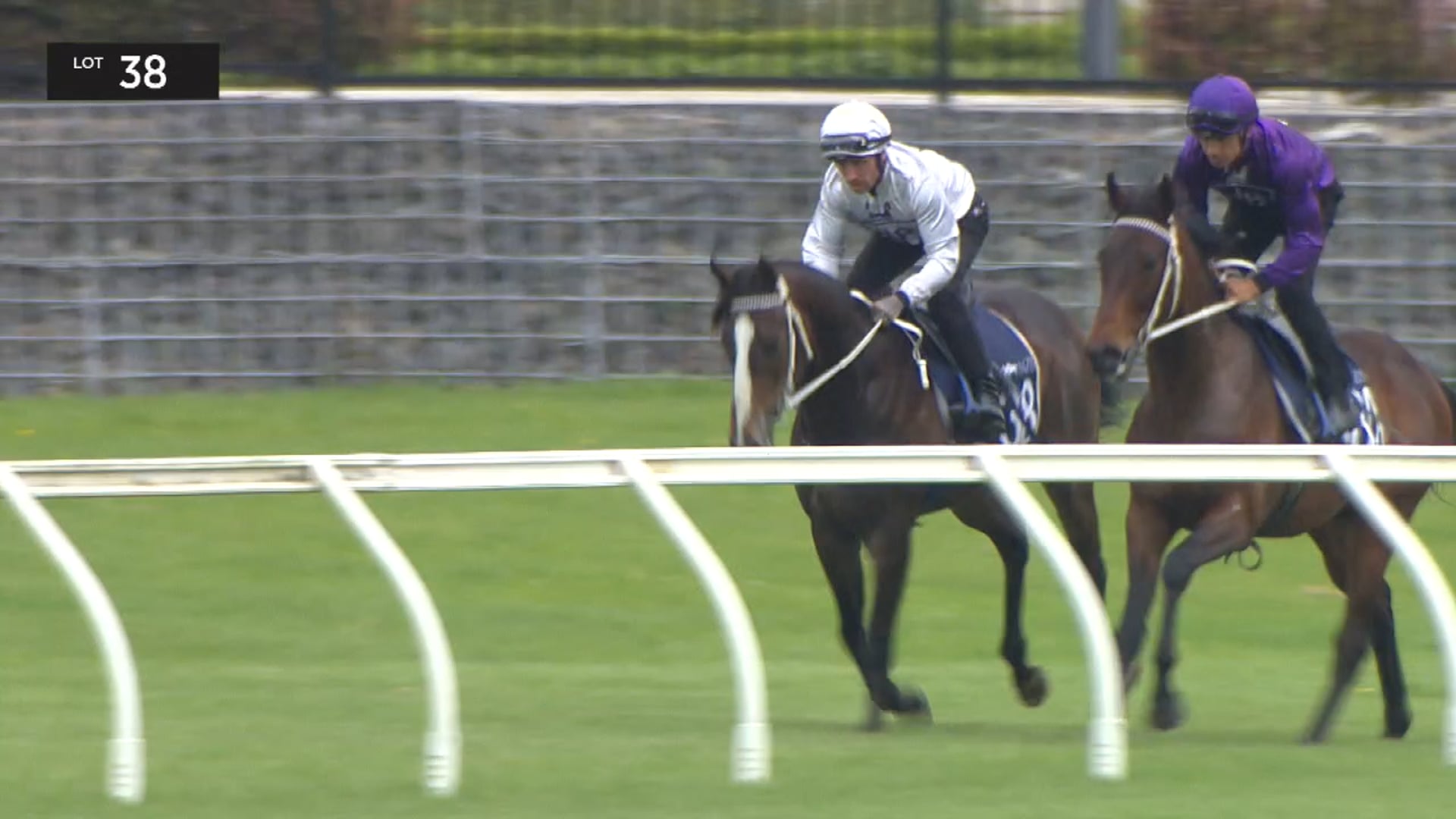 Breeze up - Lot 38