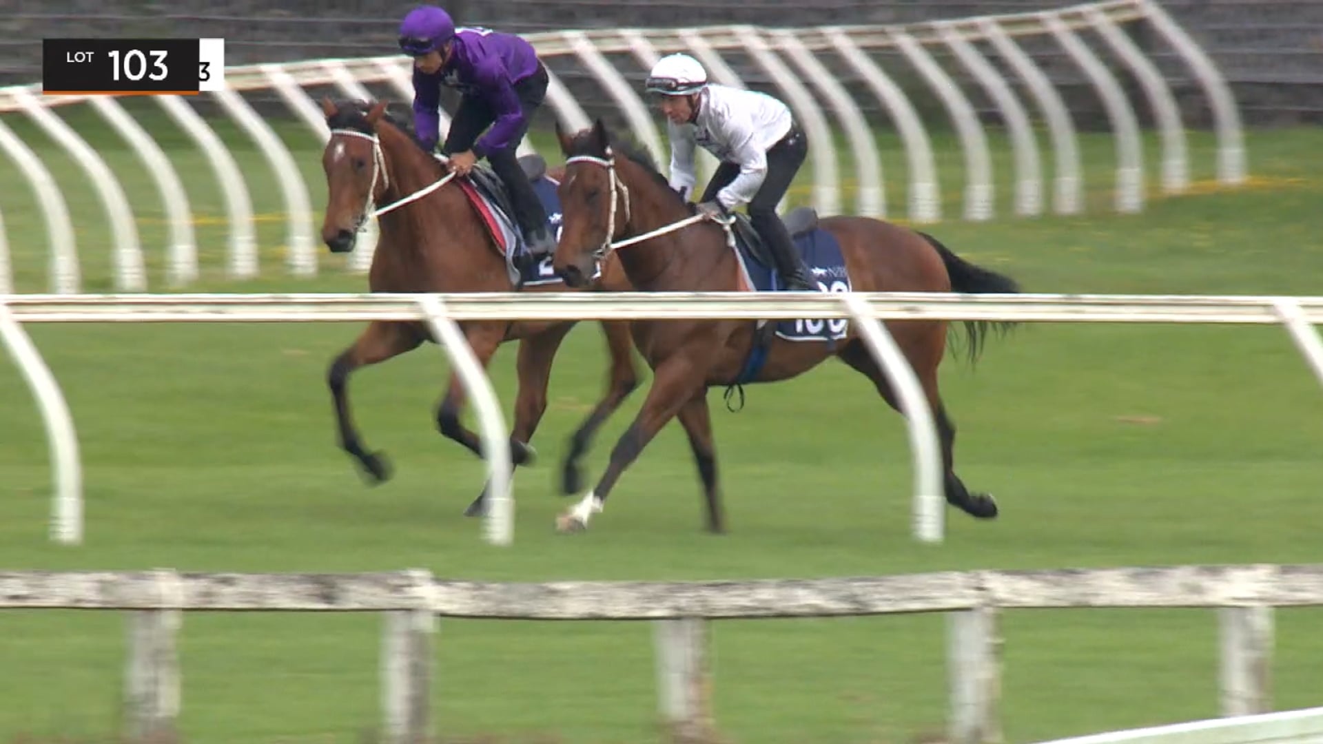 Breeze up - Lot 103