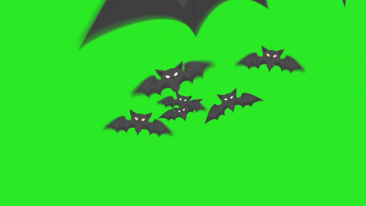 Bat flying on Vimeo