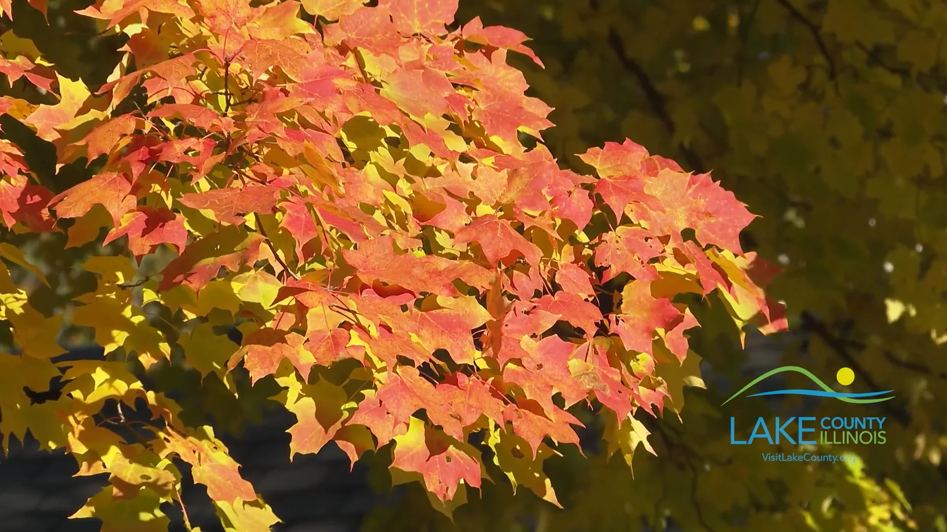 Fall Foliage 2022.mp4 on Vimeo