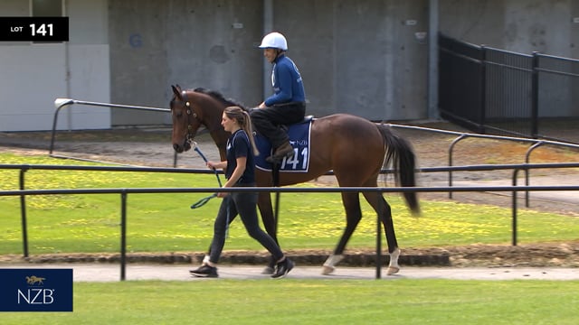 Lot 141