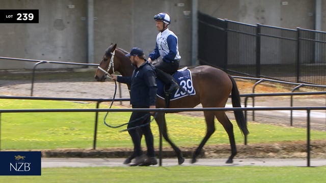 Lot 239