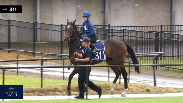 Lot 311