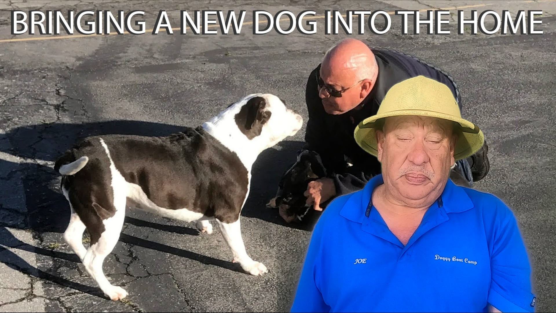 Watch Bringing a New Dog into the Home Online Vimeo On Demand on Vimeo