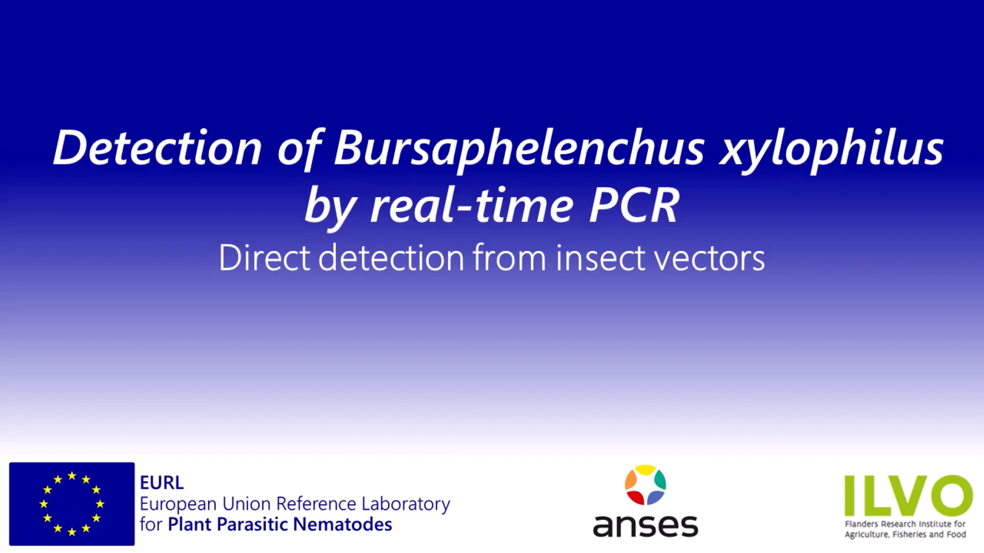B. xylophilus DNA extraction from insect vectors for real-time PCR ...