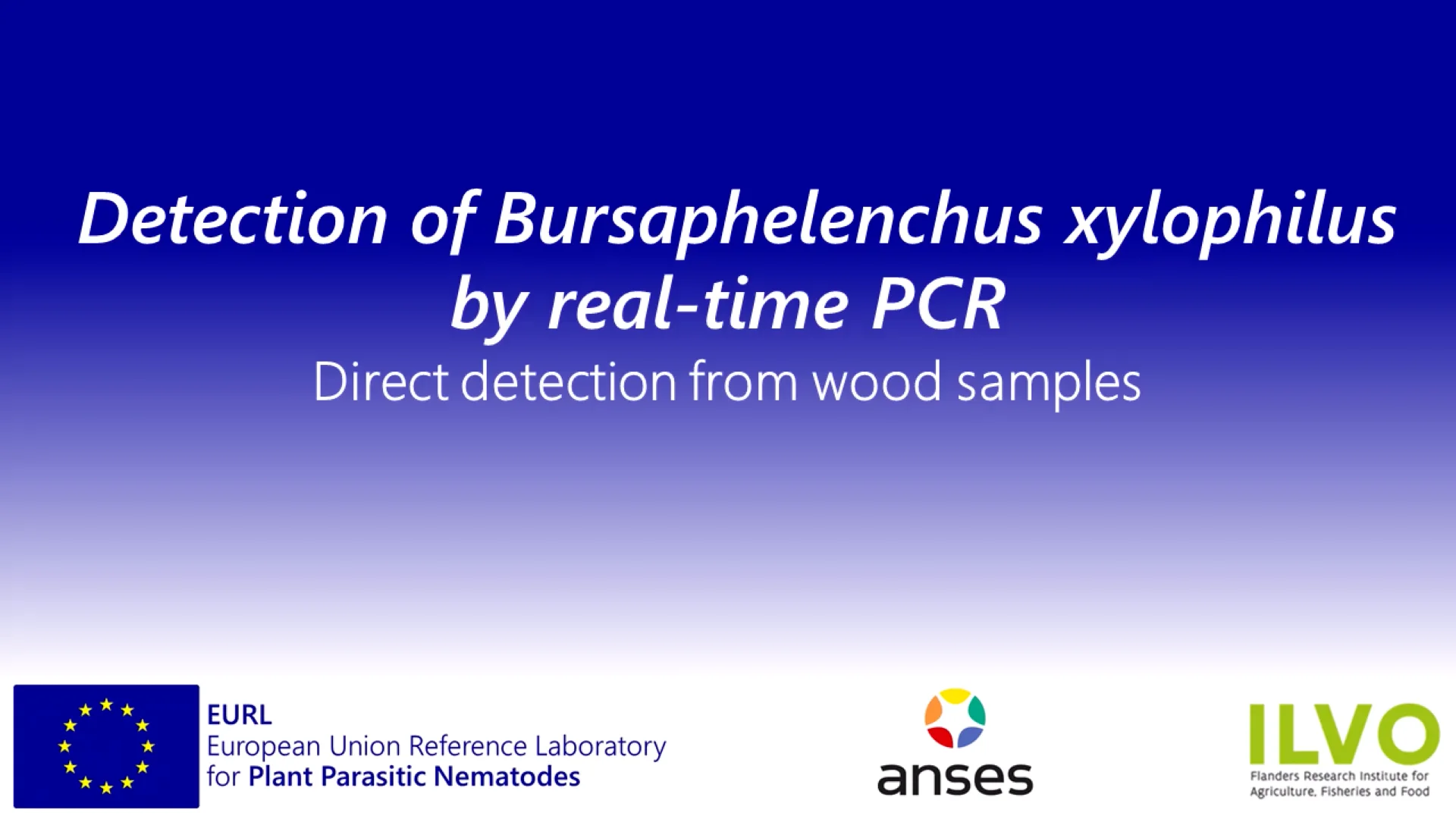 B. xylophilus DNA extraction from wood samples for real-time PCR ...
