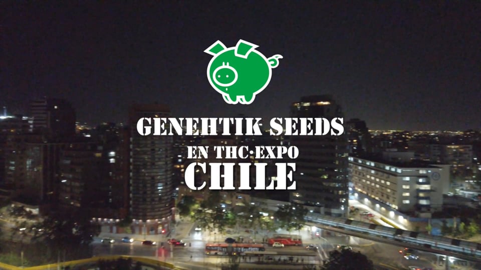 THC Expo Chile 2022