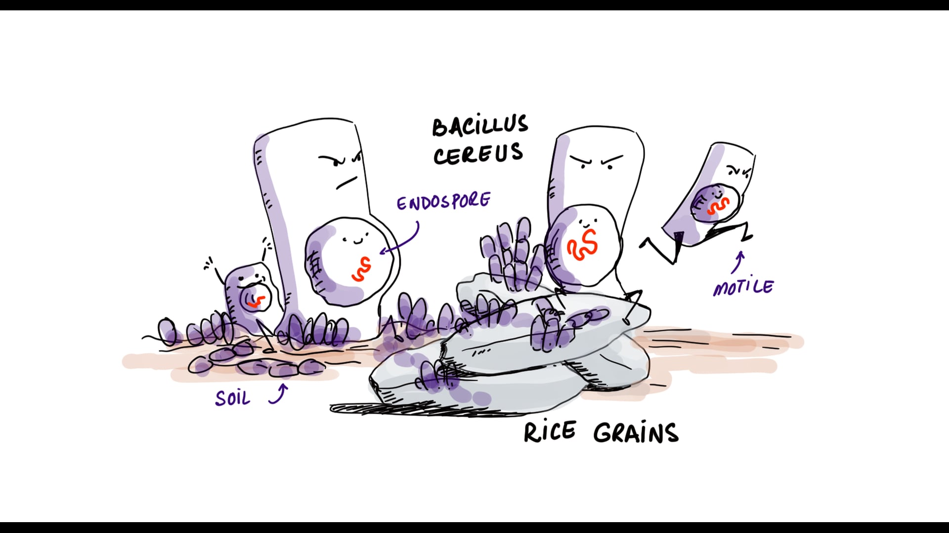 Bacillus Cereus