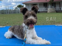 Mini Schnauzer - Sai