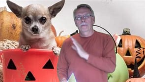 How to: Chocolate Poisoning in Dogs