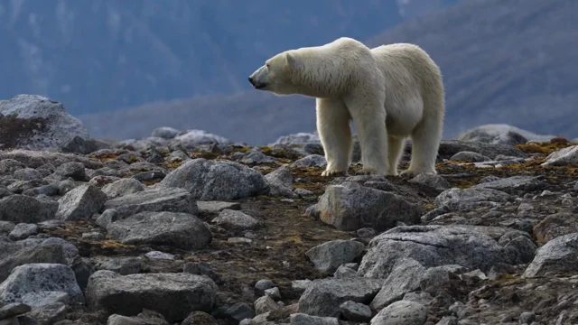 A Brief History of Polar Clothing - Polar Latitudes