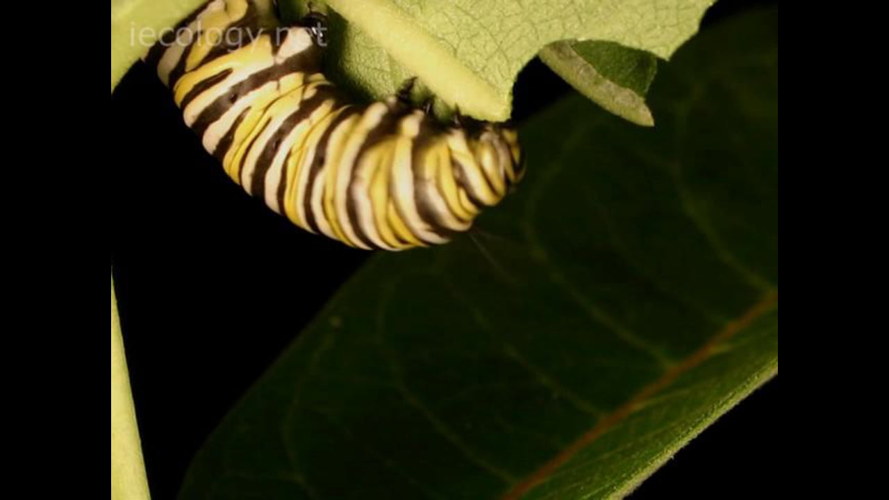 monarch caterpillar herbivory--time-lapse video