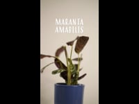 Cuidados Maranta Amabilis