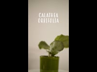 Cuidados Calathea Orbifolia