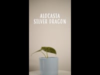 Cuidados Alocasia Silver Dragon