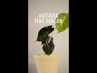 Cuidados Alocasia Pink Dragon