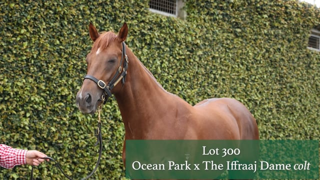 Lot 300