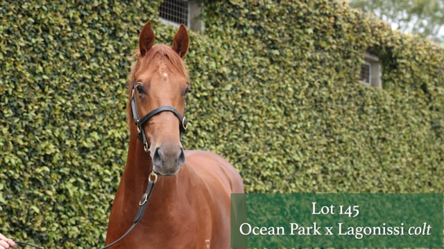 Lot 145