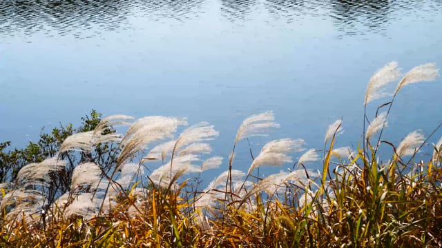 100 + 무료 갈대 & 바람 동영상, Hd & 4K 영상 - Pixabay