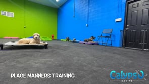 Place Manners Training