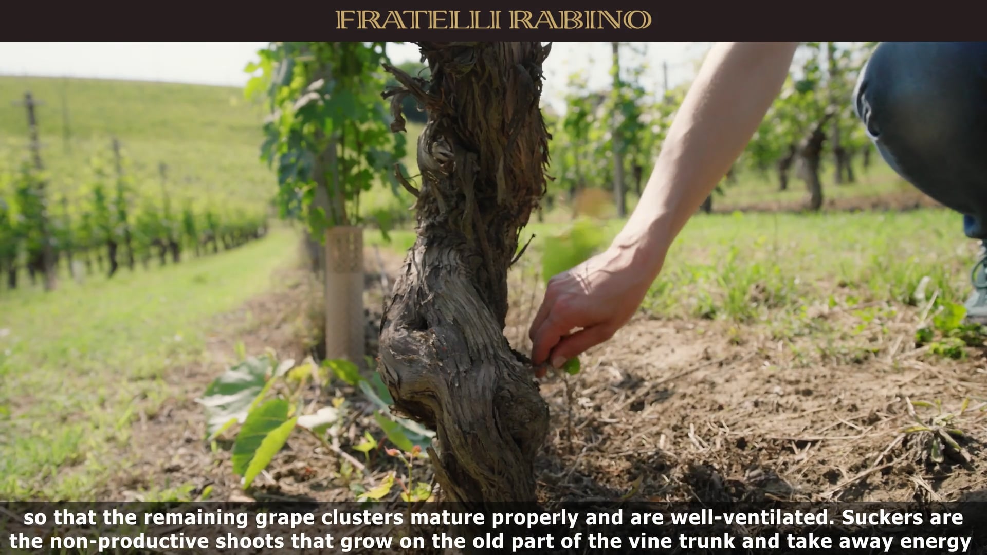 IN VIGNA | Spollonatura e sfemminellatura