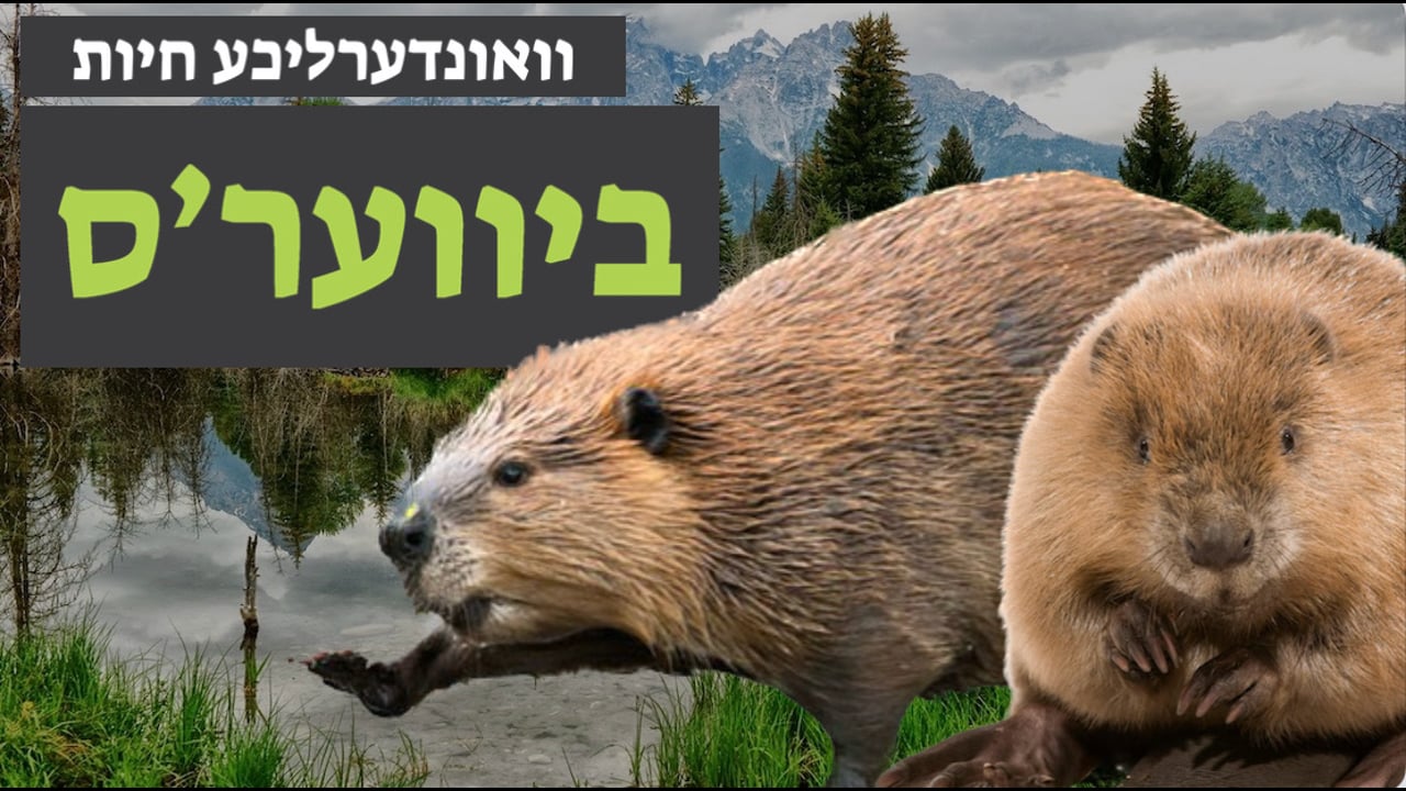 וואונערליכע חיות - די ביווער