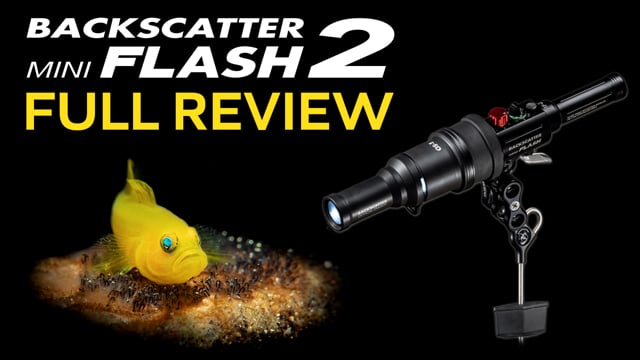 Mini Flash 2: The Easiest Macro Strobe