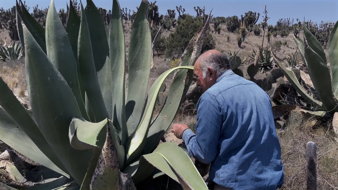El Pulque