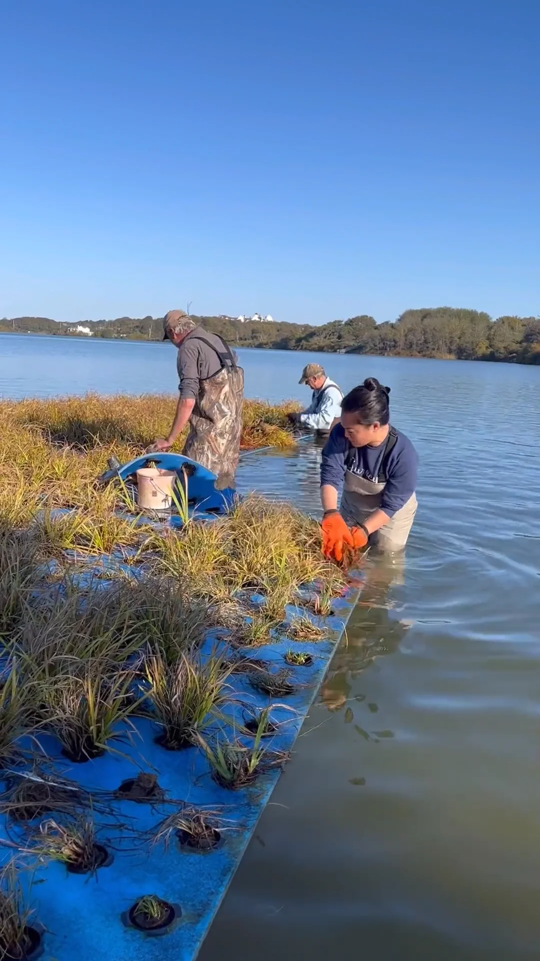 Floating wetlands removal ft pond montauk 10 22 2022 on vimeo