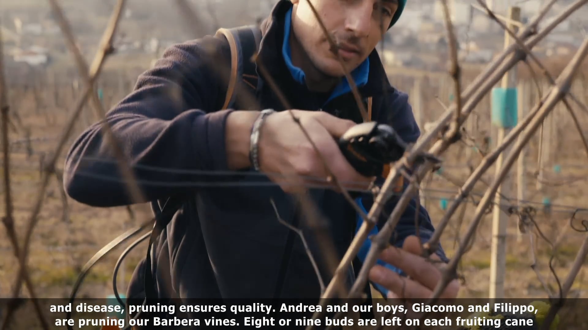 IN VIGNA | La potatura