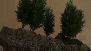 Exposició Bonsai l'Escala