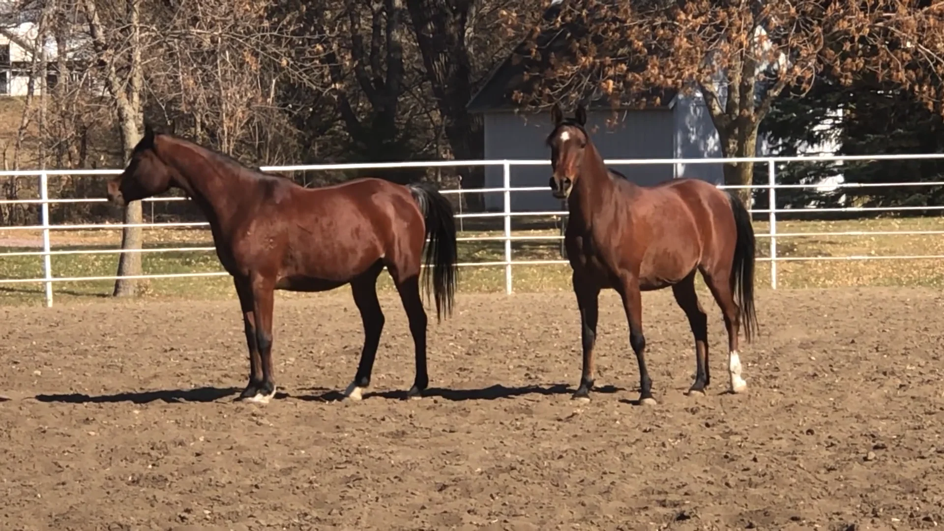 Ya bint al Malakeh and Eiliyah on Vimeo