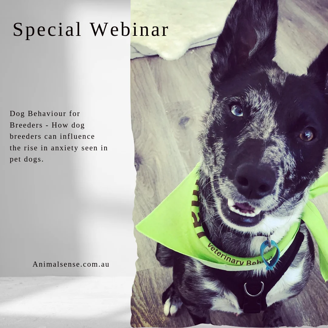 Watch Dog Behaviour for Dog Owners and Breeders Online Vimeo On