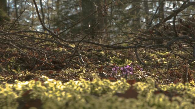 Spring Time Lapses on Vimeo