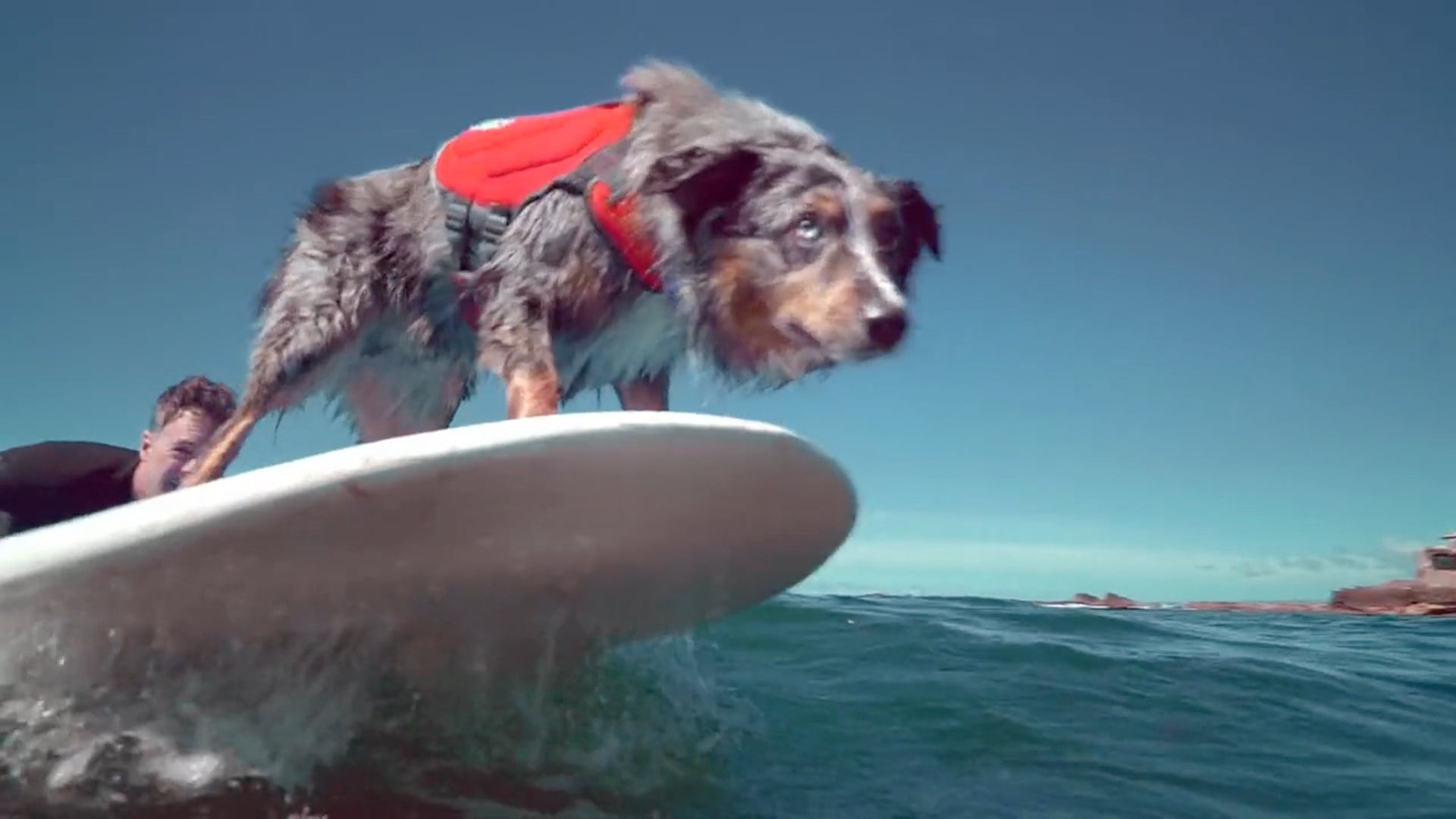 visit california "surfdog"