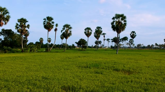 Khmer Field Cambodia Palm - Free video on Pixabay