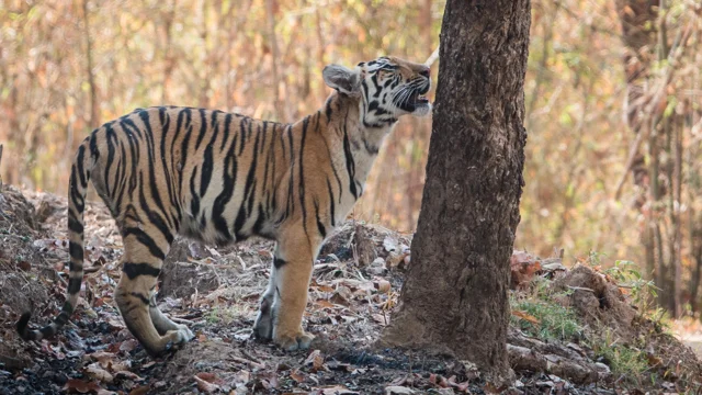 The Tiger Encounter