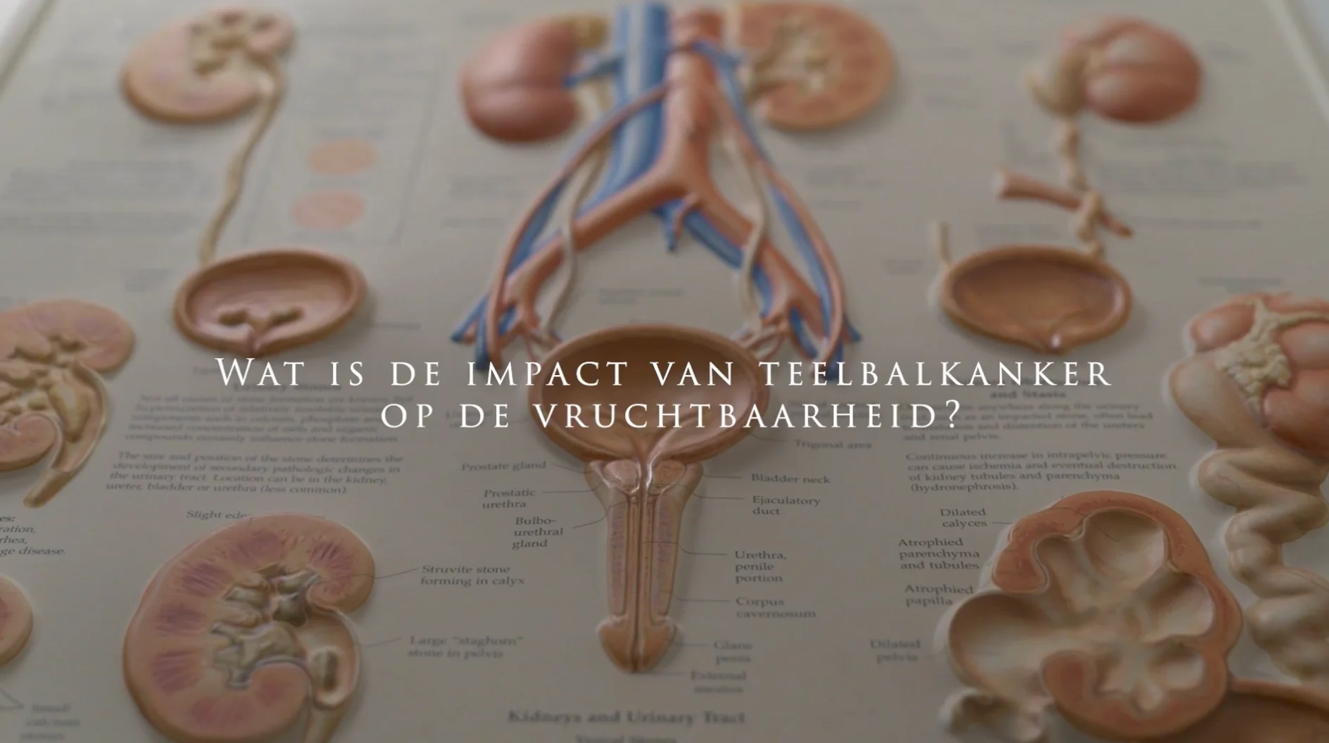 Dr.Decaestecker_Video3_vruchtbaarheid on Vimeo