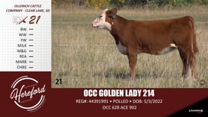 Lot #21 - OCC GOLDEN LADY 214