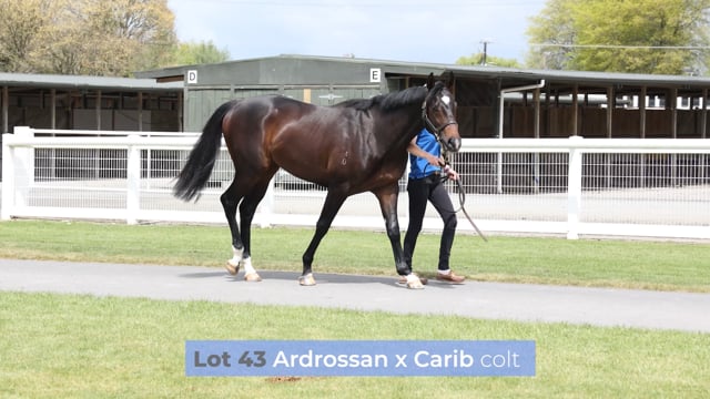 Lot 43