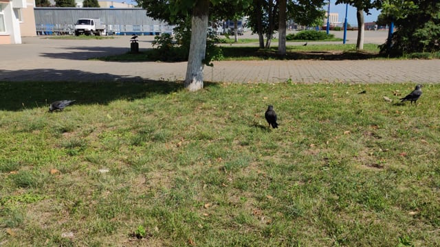 City, Bird, The Park. Free Stock Video - Pixabay
