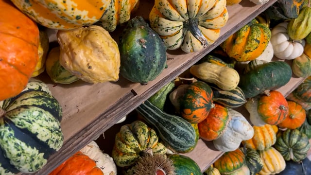 Pumpkin Fruit Vegetable - Free video on Pixabay