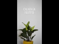 Cuidados Calathea Freddie