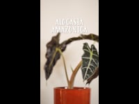 Cuidados Alocasia Amazónica