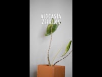 Cuidados Alocasia Zebrina