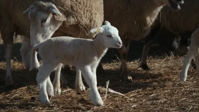 Duray Iceberg Thermal Socks - Saskatchewan Sheep Development Board