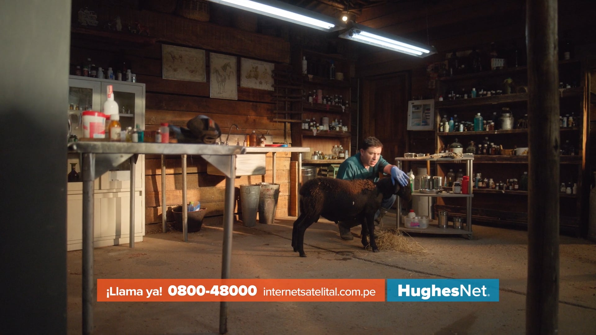Veterinario, HughesNet