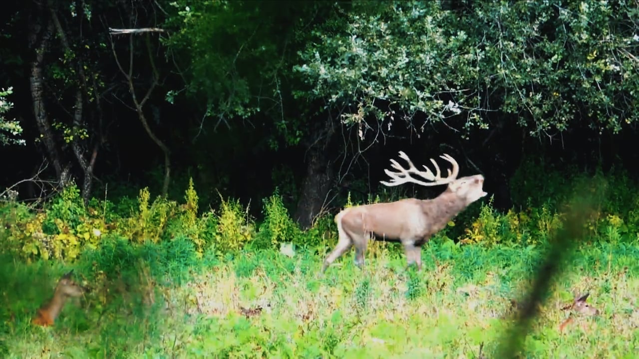 About Hunting In Hungary